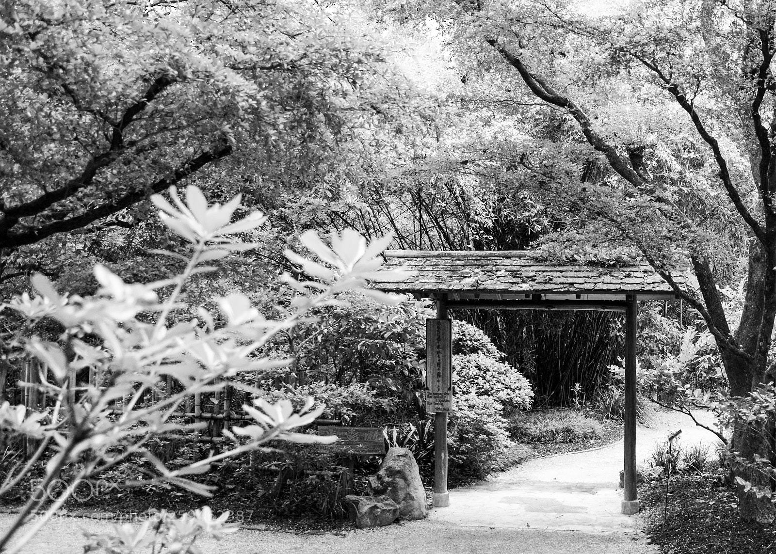 Nikon D5300 sample photo. Peace photography