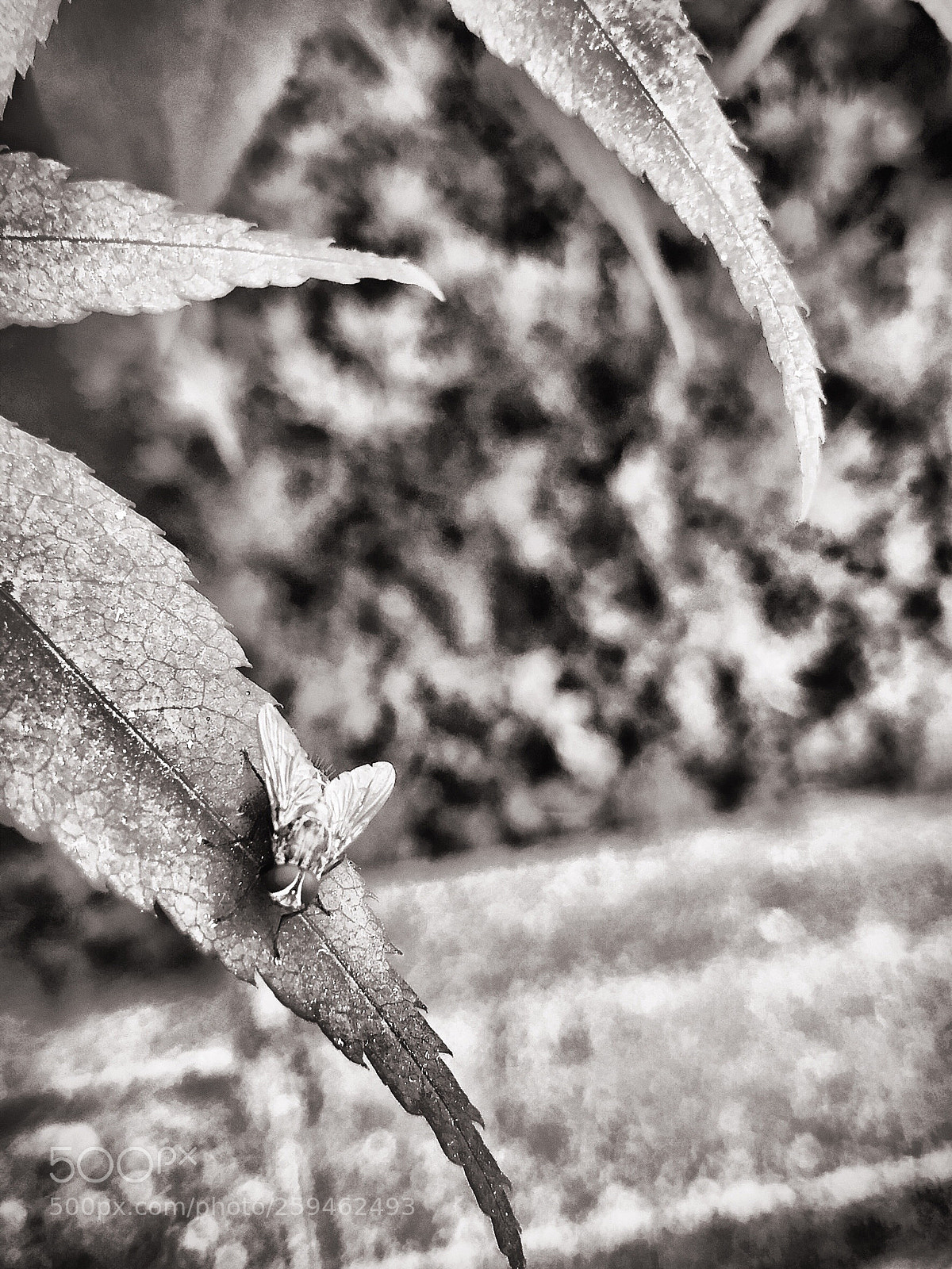 Apple iPhone X sample photo. Richards fly photography