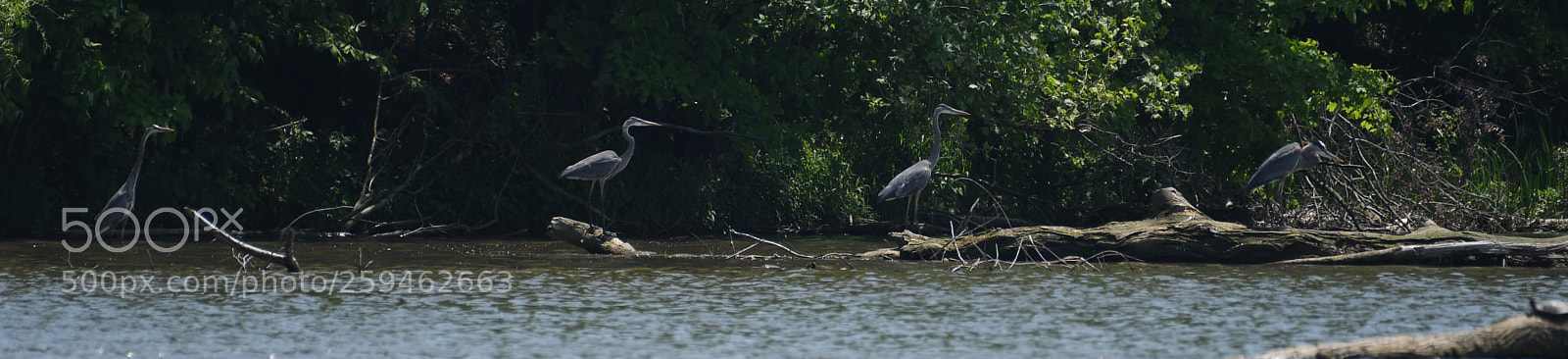 Nikon D500 sample photo. Herons photography