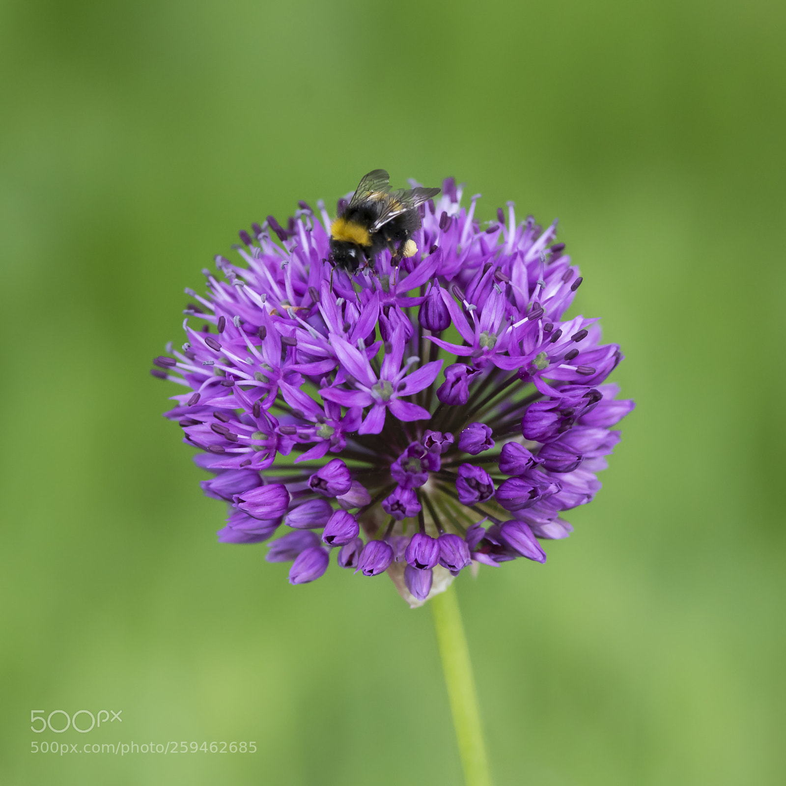 Nikon D810 sample photo. Busy visitor photography