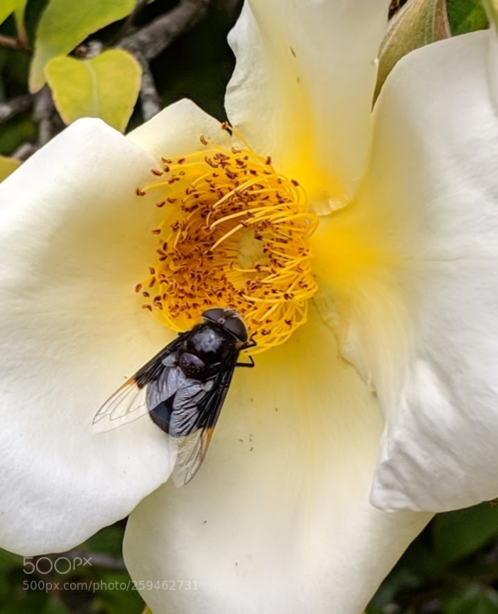 Google Pixel 2 XL sample photo. Untitled photography