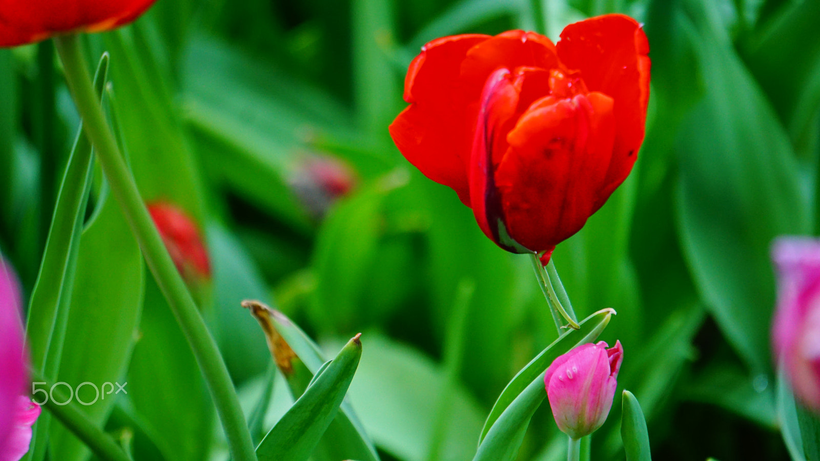 Sony E 55-210mm F4.5-6.3 OSS sample photo. Flower photography