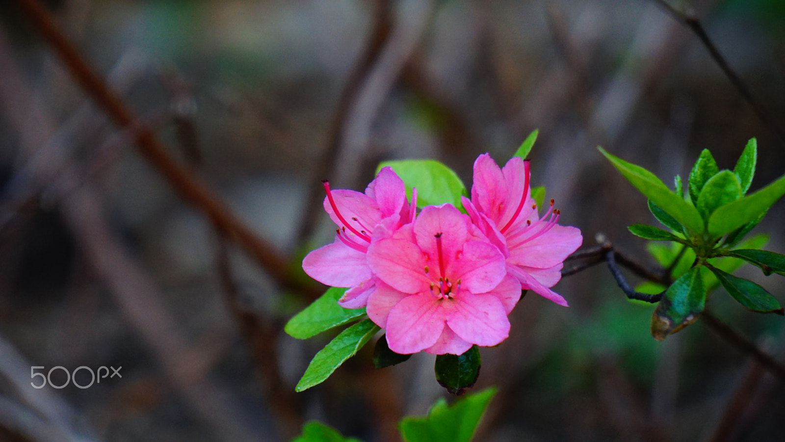 Sony E 55-210mm F4.5-6.3 OSS sample photo. Flower photography