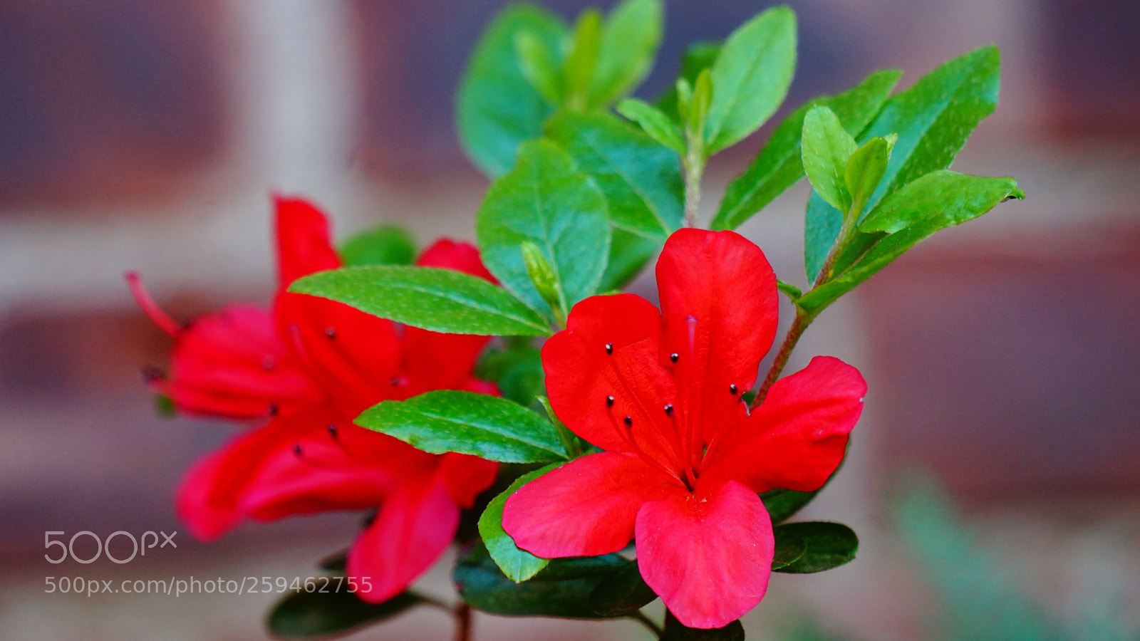 Sony a6000 sample photo. Flower photography