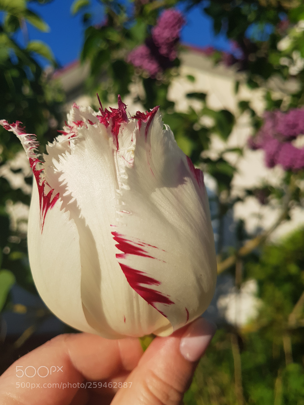 Samsung Galaxy S8+ sample photo. Untitled photography