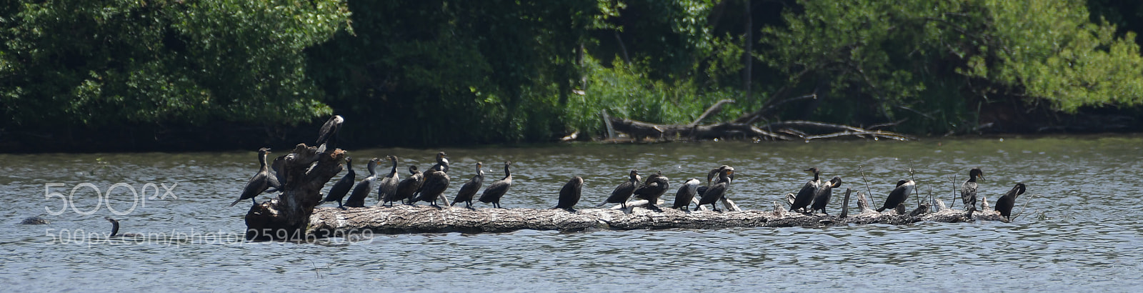Nikon D500 sample photo. Crazy as a loon photography