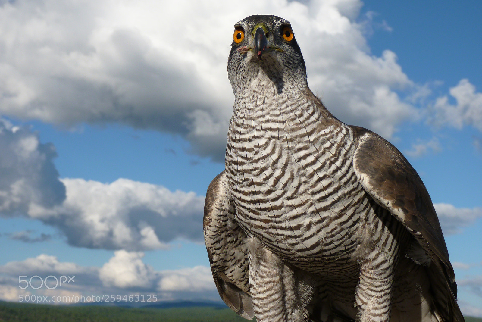 Panasonic Lumix DMC-FZ35 (Lumix DMC-FZ38) sample photo. Lastra. accipiter gentilis. hembra photography