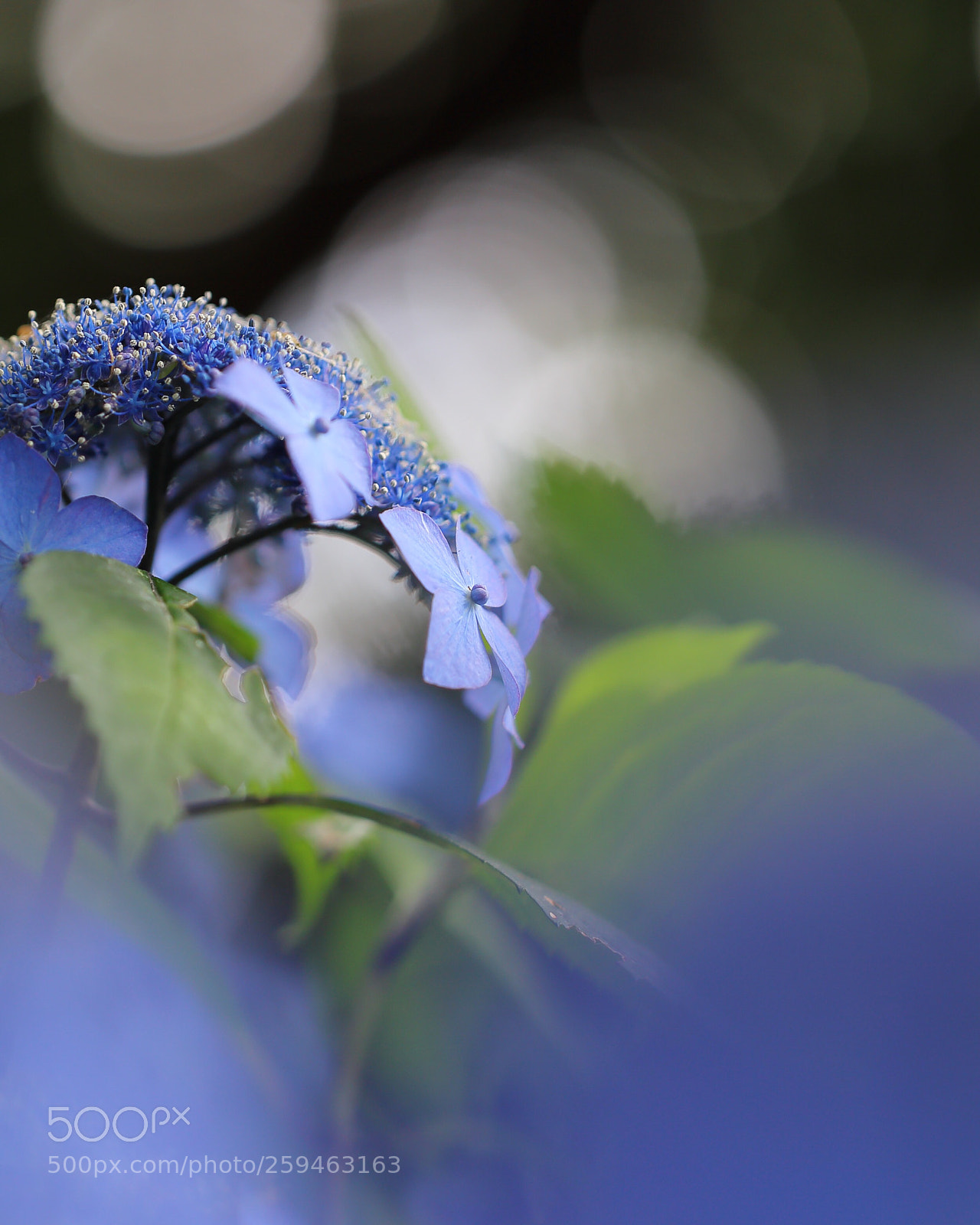 Canon EOS 6D sample photo. Hydrangeas photography
