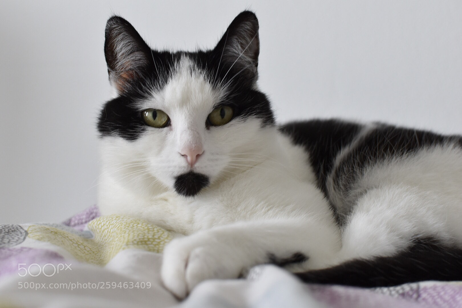 Nikon D5500 sample photo. Cat called muffin photography