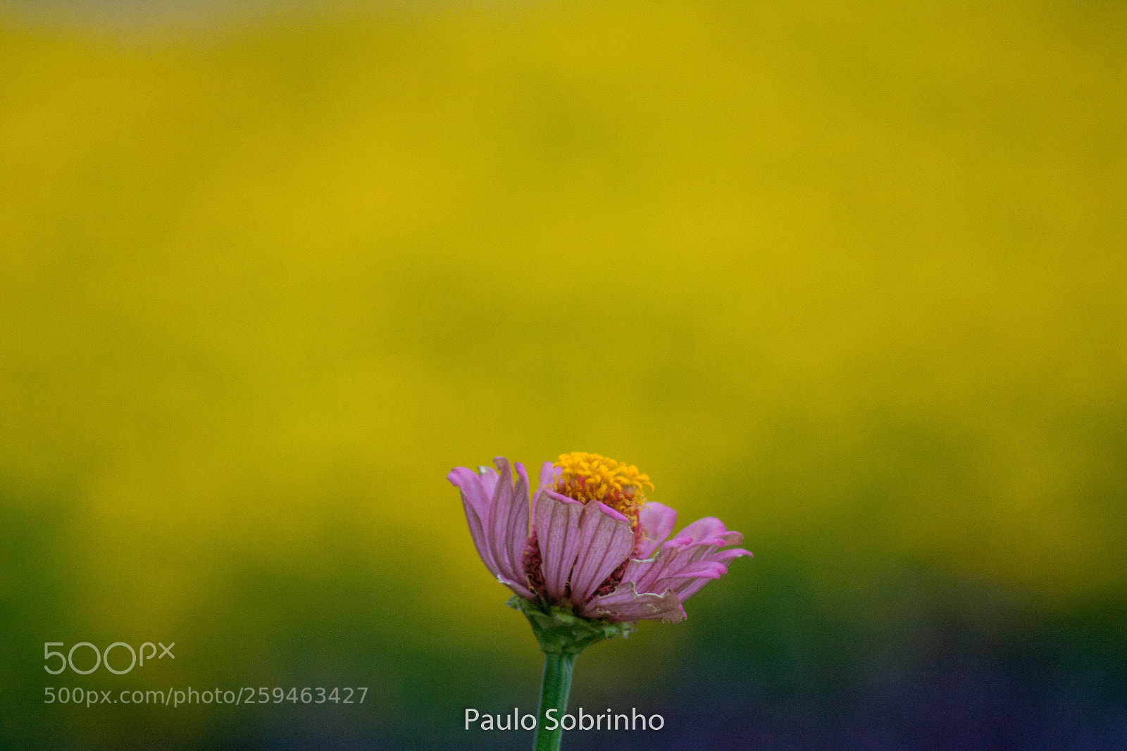 Canon EOS 50D sample photo. Untitled photography