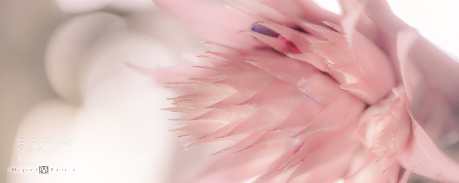 Nikon D850 sample photo. Exotic photography