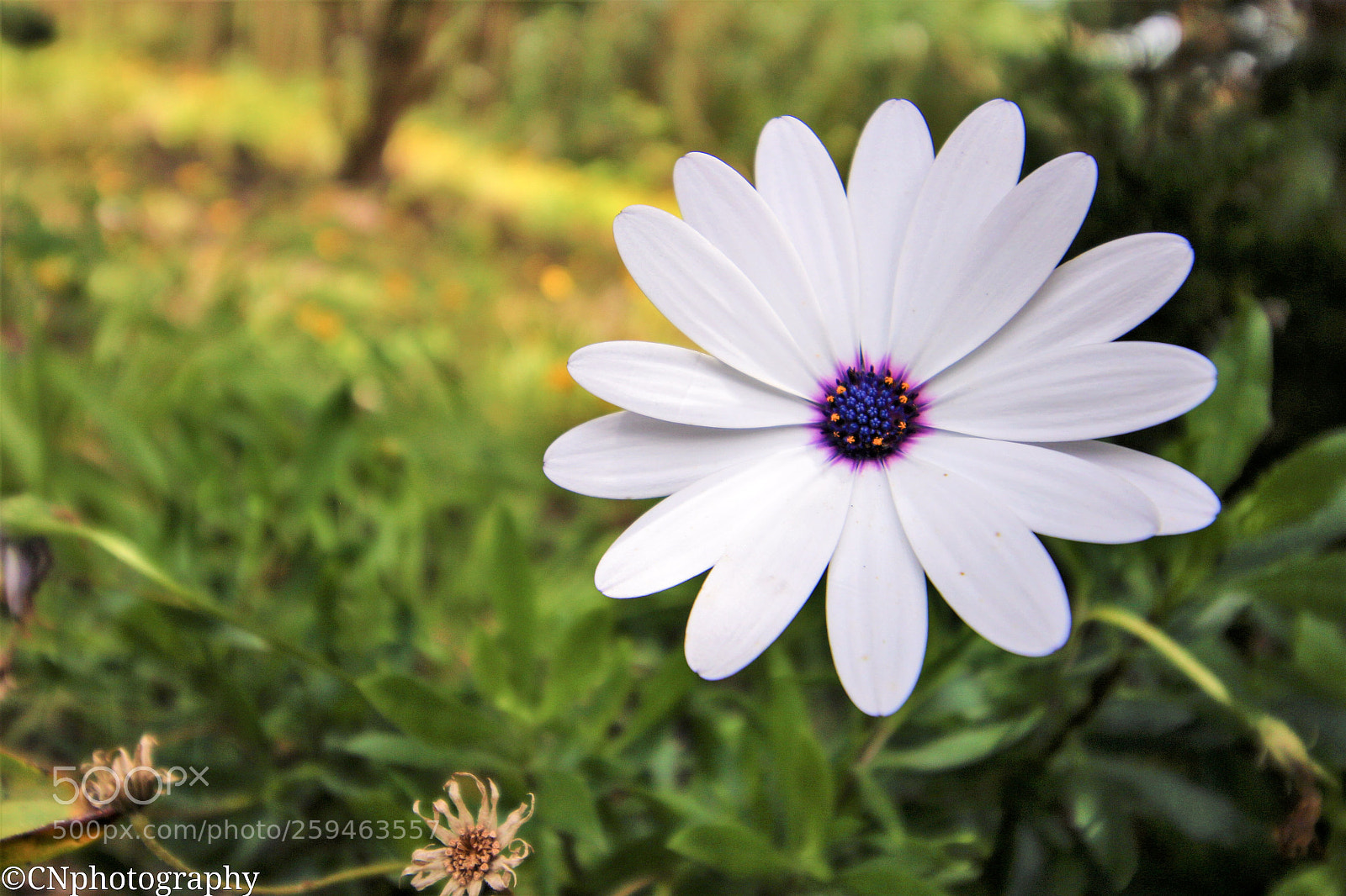 Canon EOS 70D sample photo. Untitled photography
