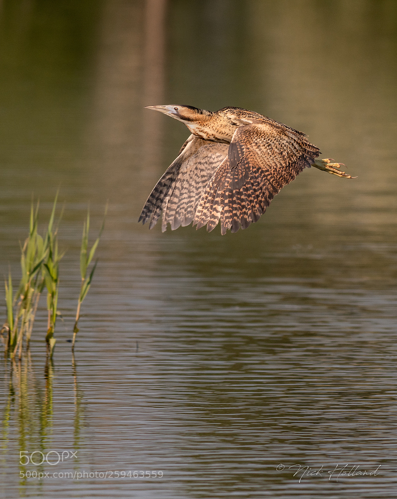Nikon D500 sample photo. Bittern photography