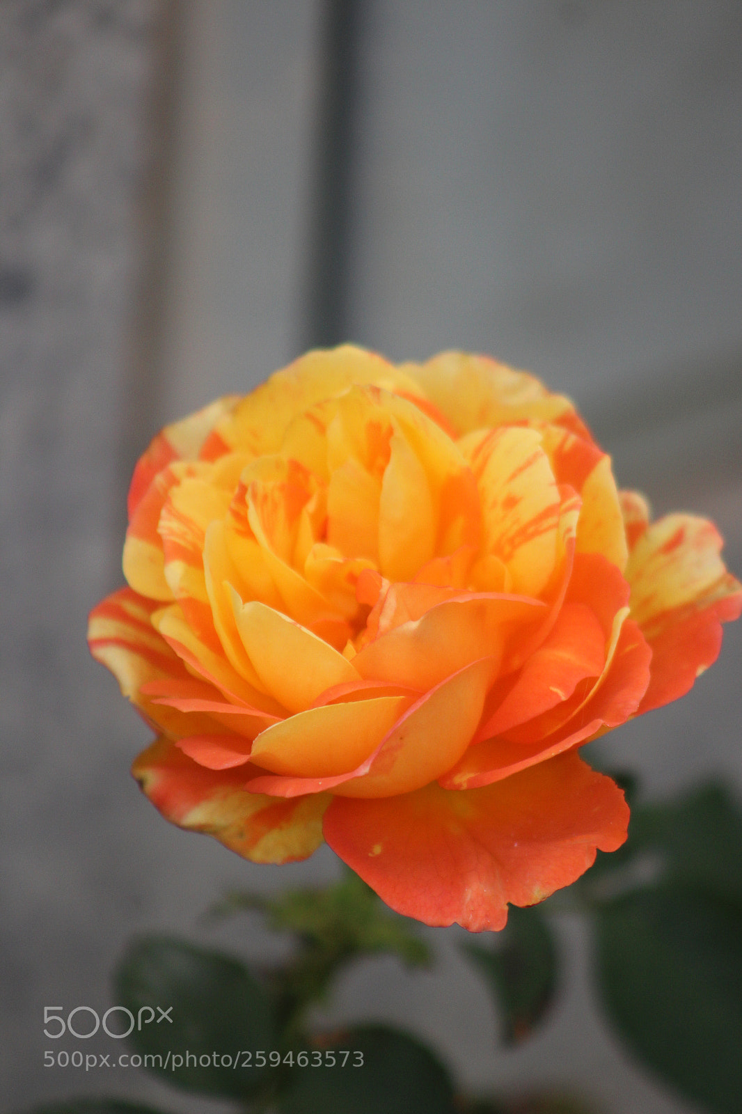 Canon EOS 1200D (EOS Rebel T5 / EOS Kiss X70 / EOS Hi) sample photo. Img photography