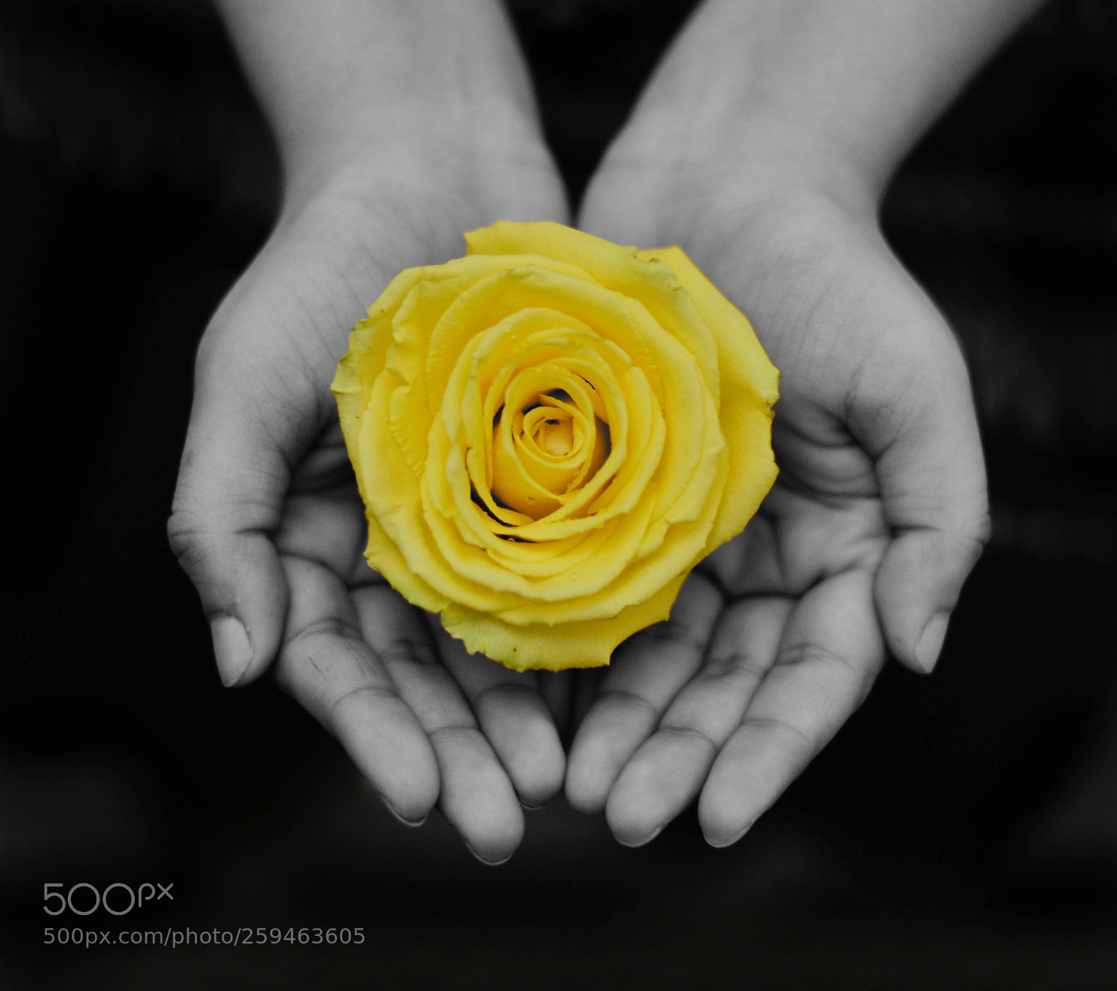 Nikon D610 sample photo. A little care for photography