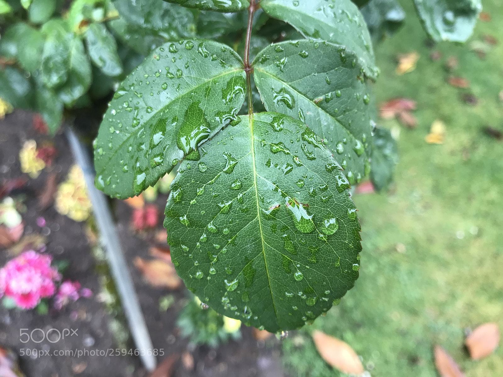 Apple iPhone 7 sample photo. Untitled photography