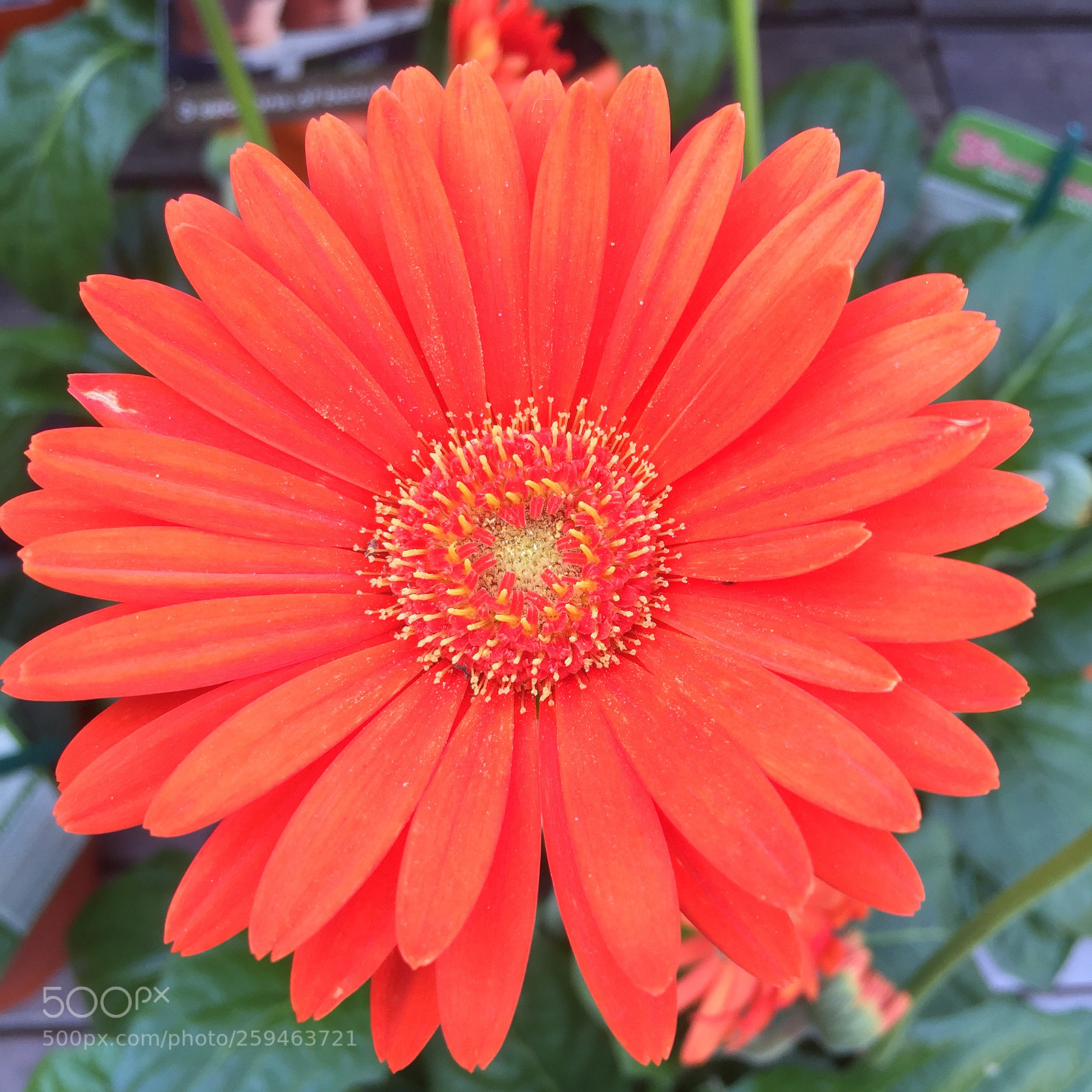 Apple iPhone 6 sample photo. Flower photography