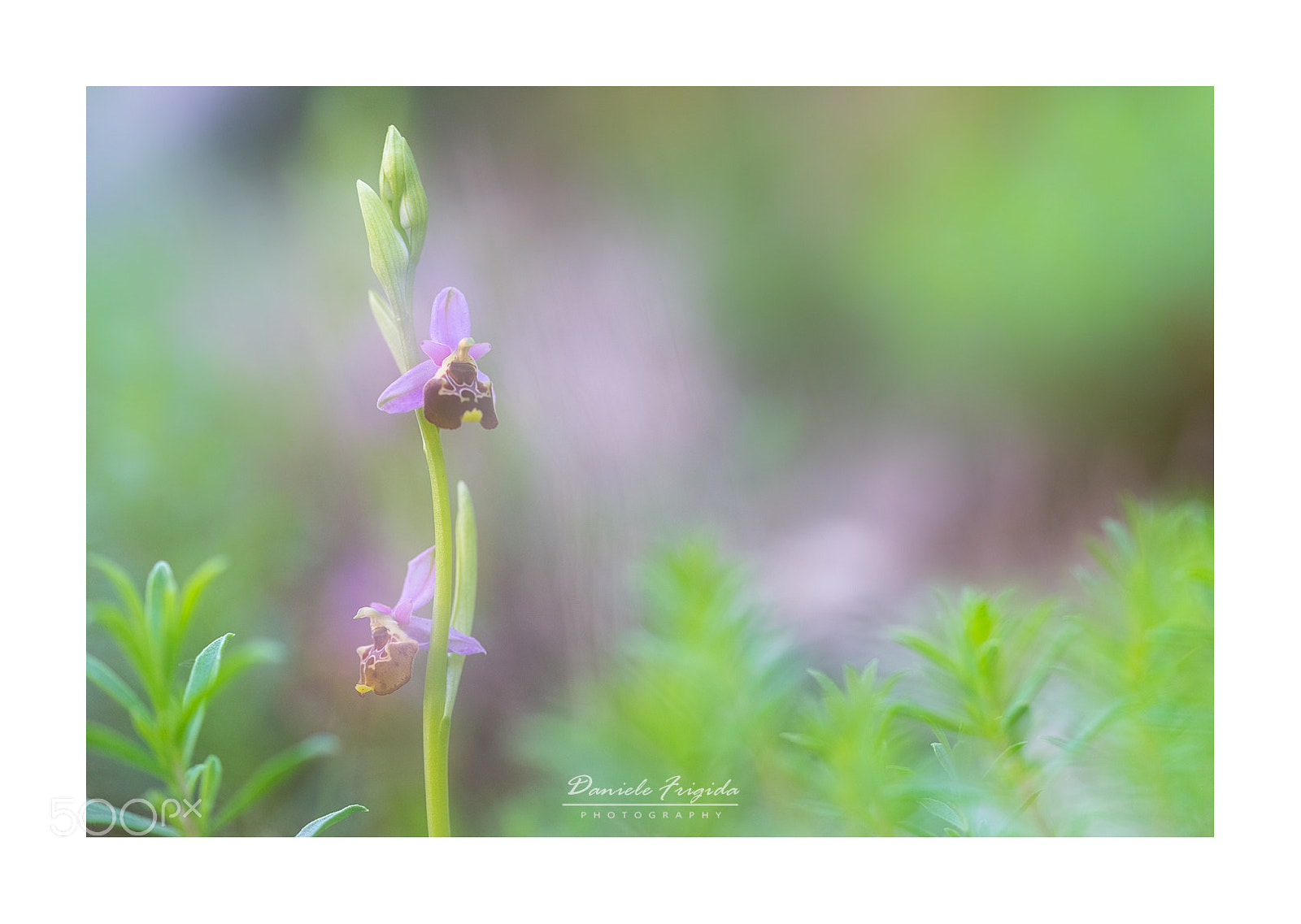 Nikon D610 sample photo. Oprhys holosericea photography