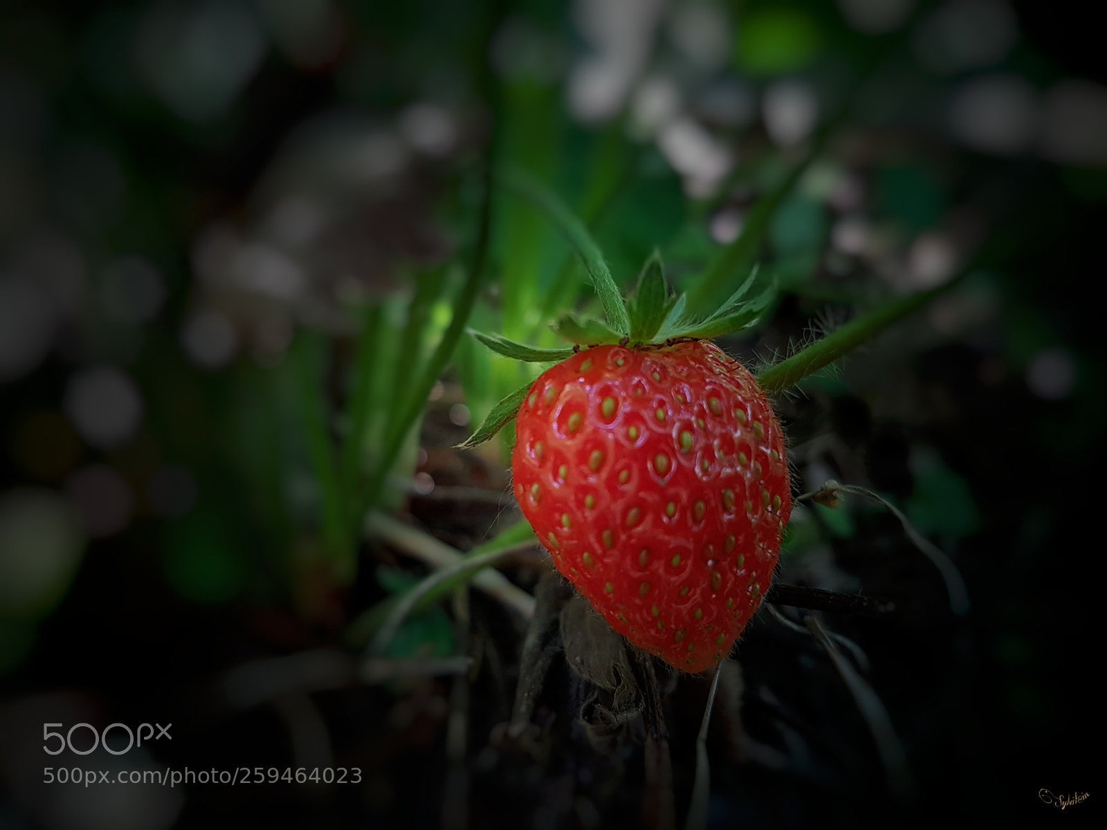 Samsung Galaxy S7 Edge sample photo. Un delice de fraise photography