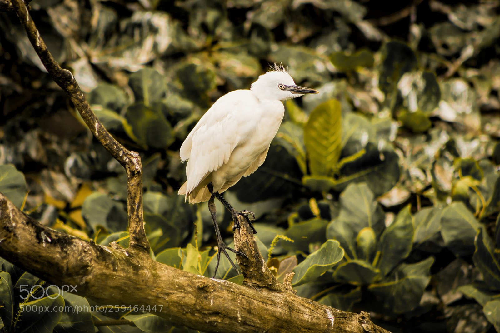 Canon EOS 80D sample photo. Wild egret photography