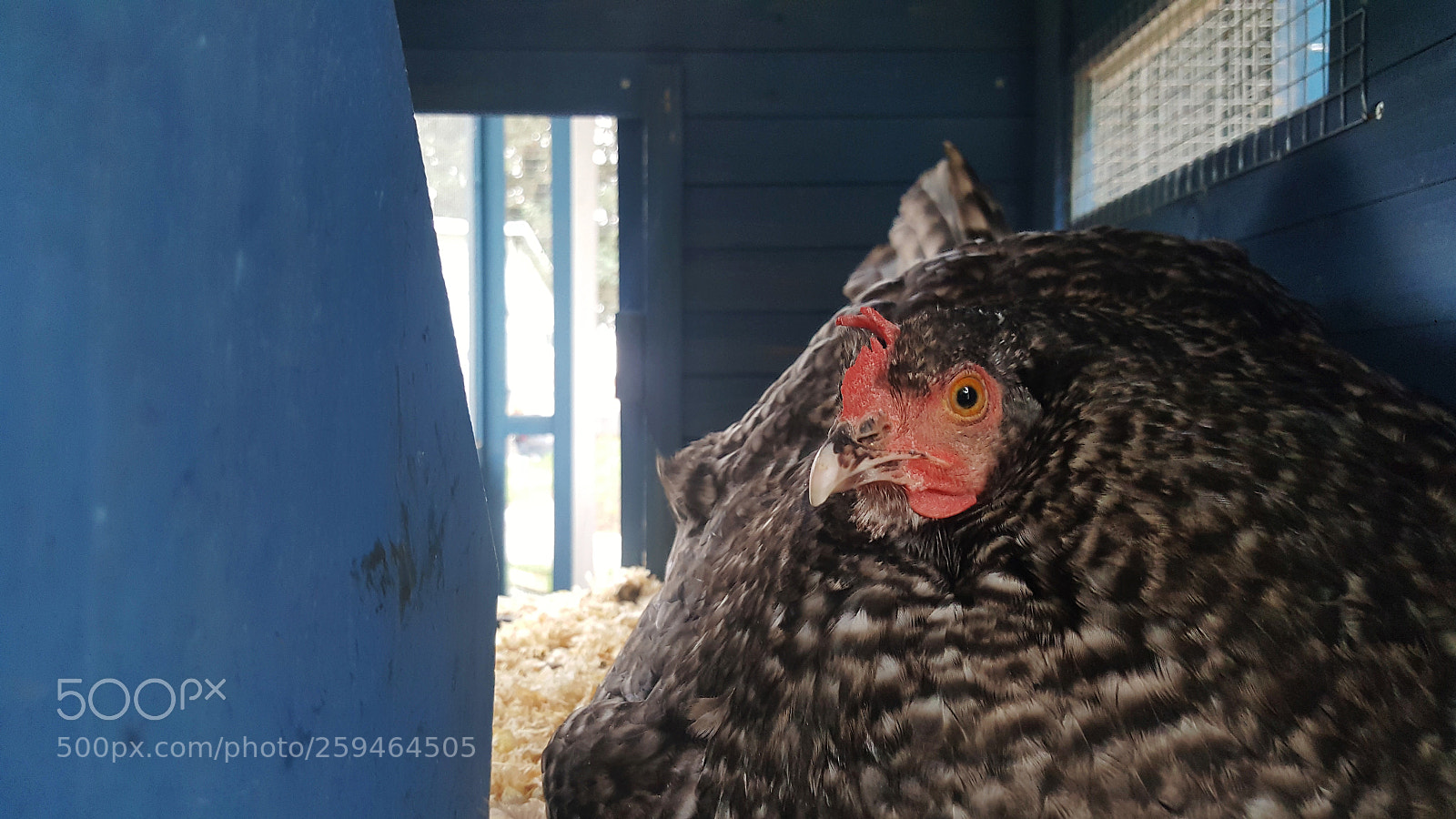 Samsung Galaxy Note5 sample photo. Looking at me photography