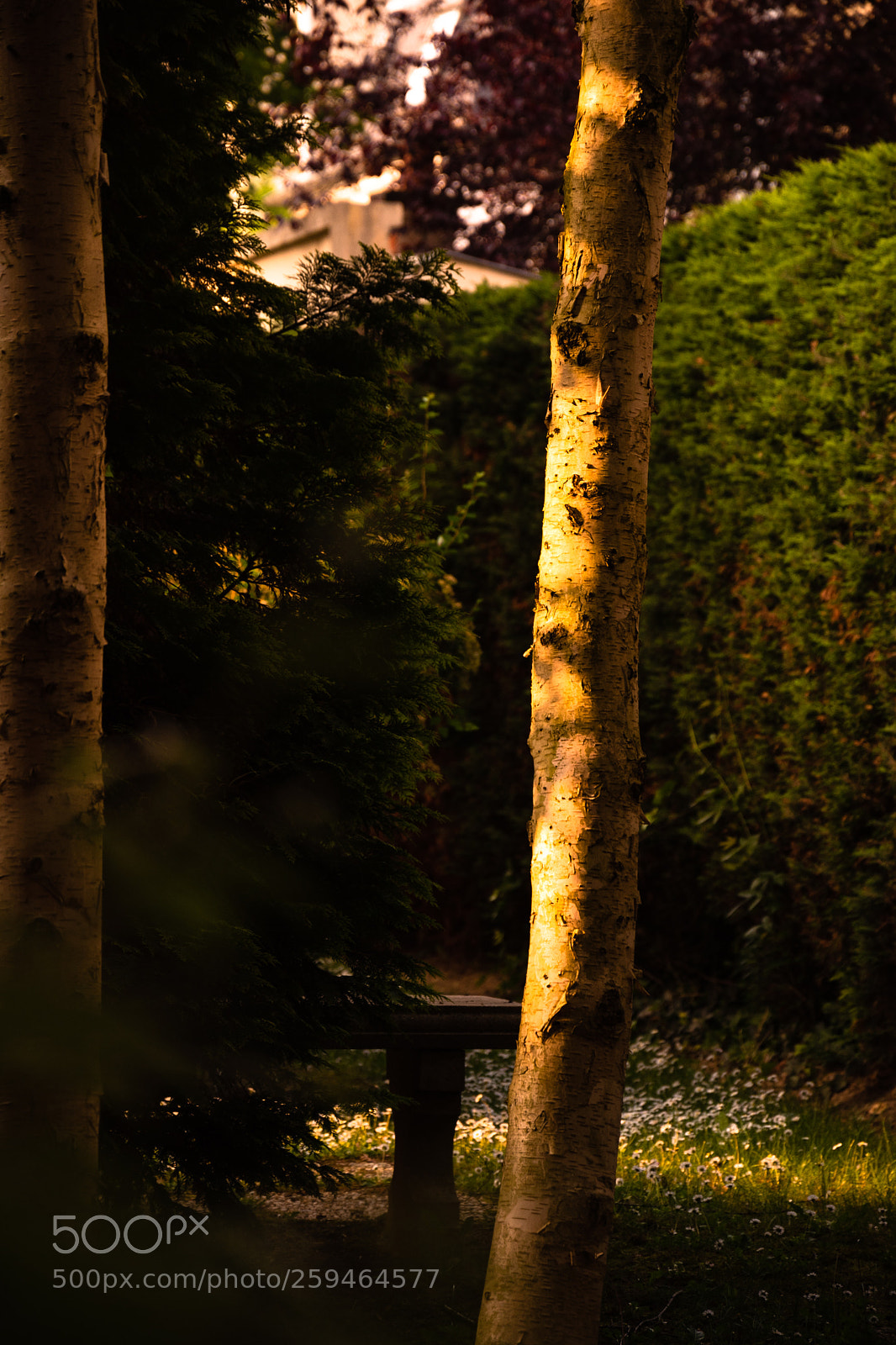 Nikon D750 sample photo. Birch tree at sunset. photography