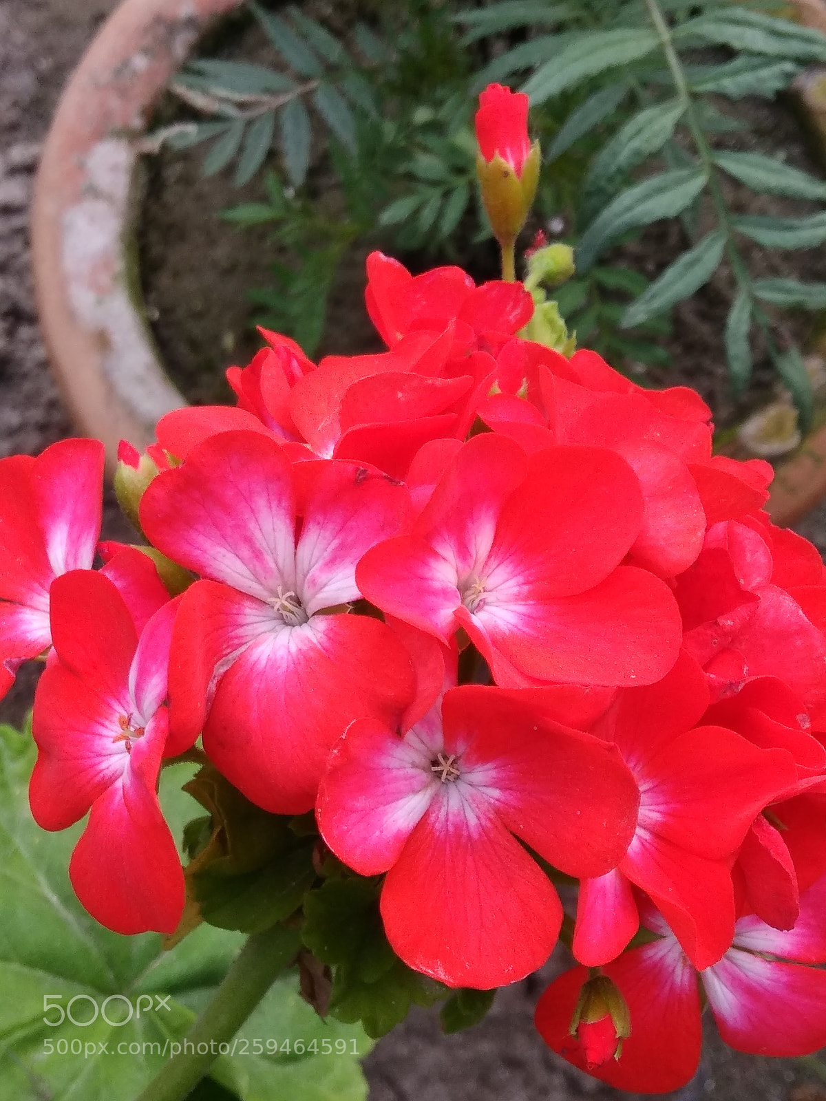 Xiaomi Redmi Note 4 sample photo. Untitled photography