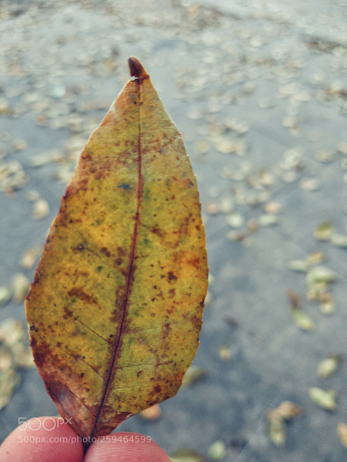 Samsung Galaxy S8 sample photo. Untitled photography
