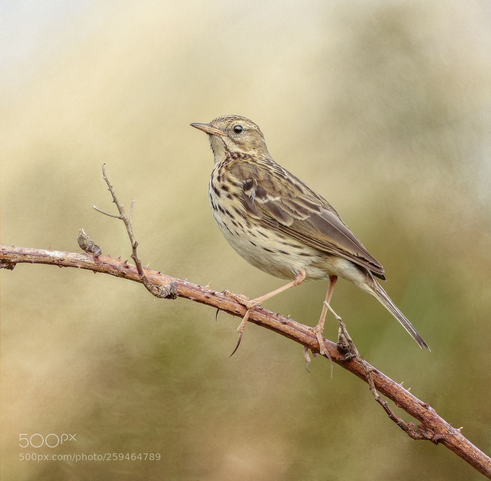 Canon EOS 7D Mark II sample photo. Meadow pipit photography
