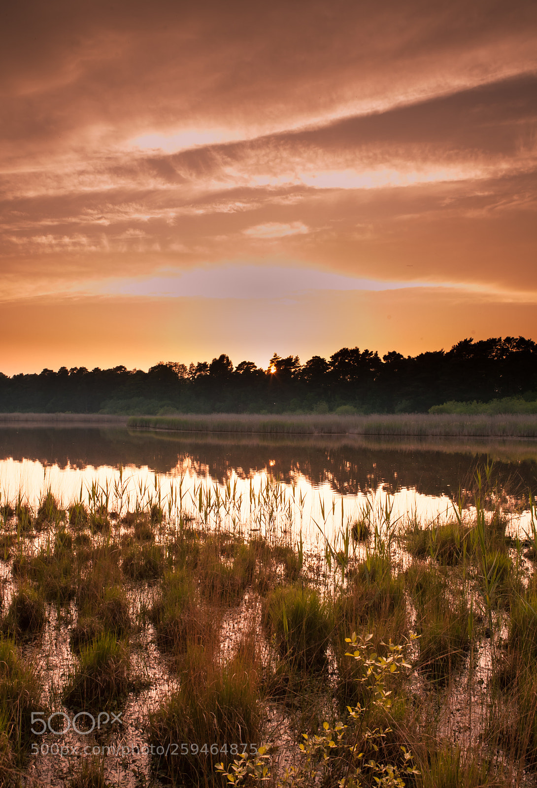 Canon EOS 5D sample photo. Golden glow photography