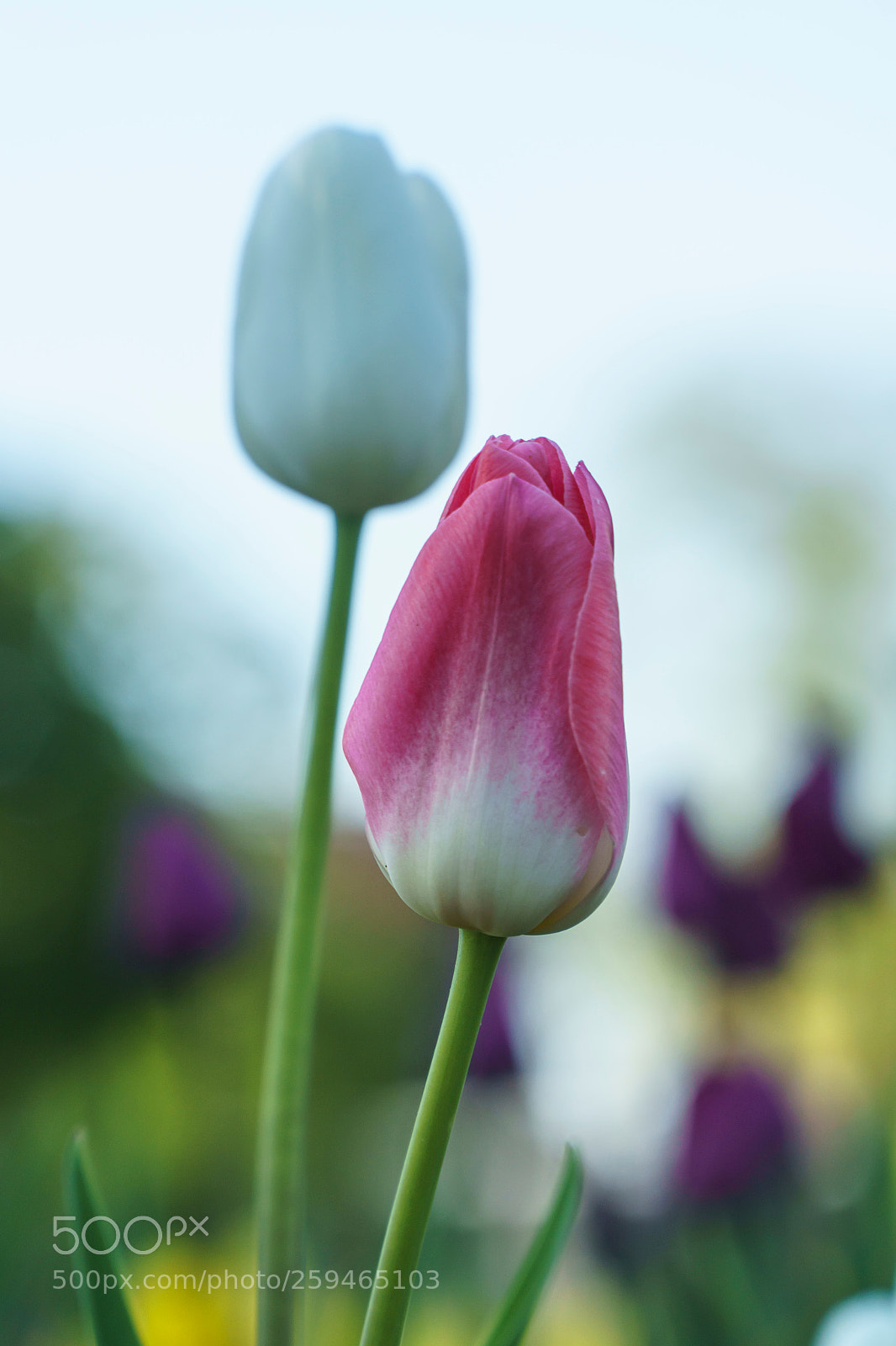 Sony a6000 sample photo. 20180526dsc08982_1.jpg photography