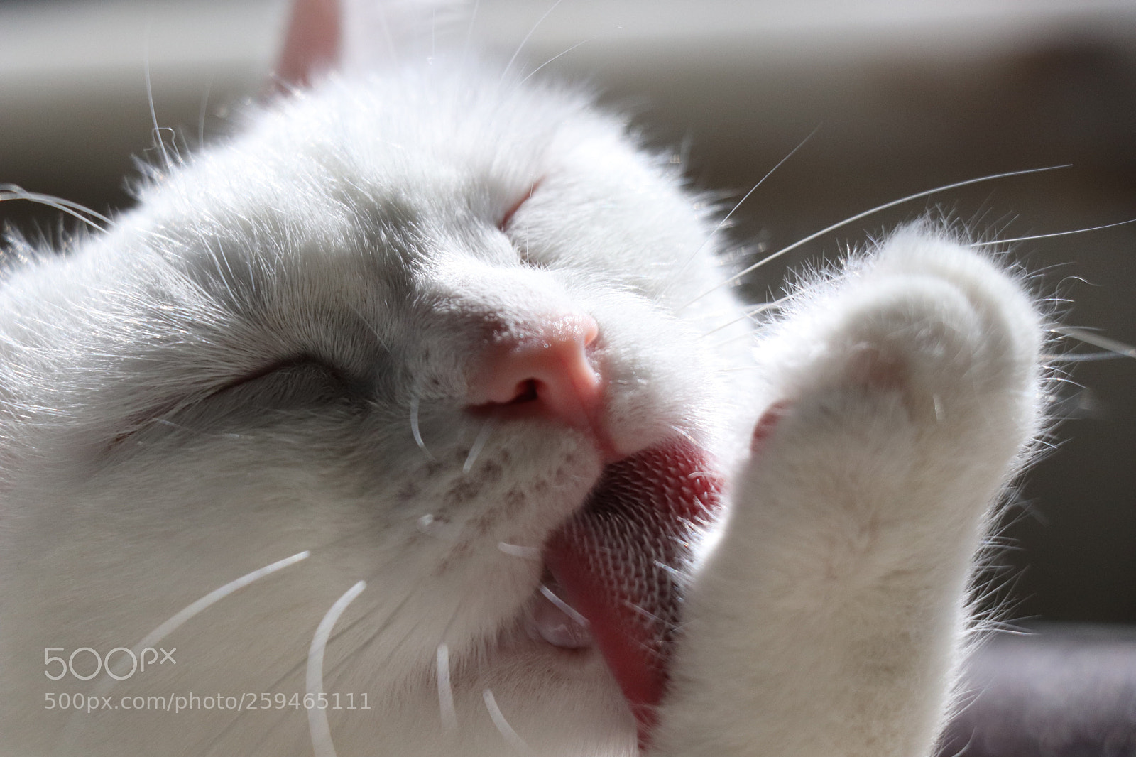 Canon EOS 77D (EOS 9000D / EOS 770D) sample photo. Untitled photography