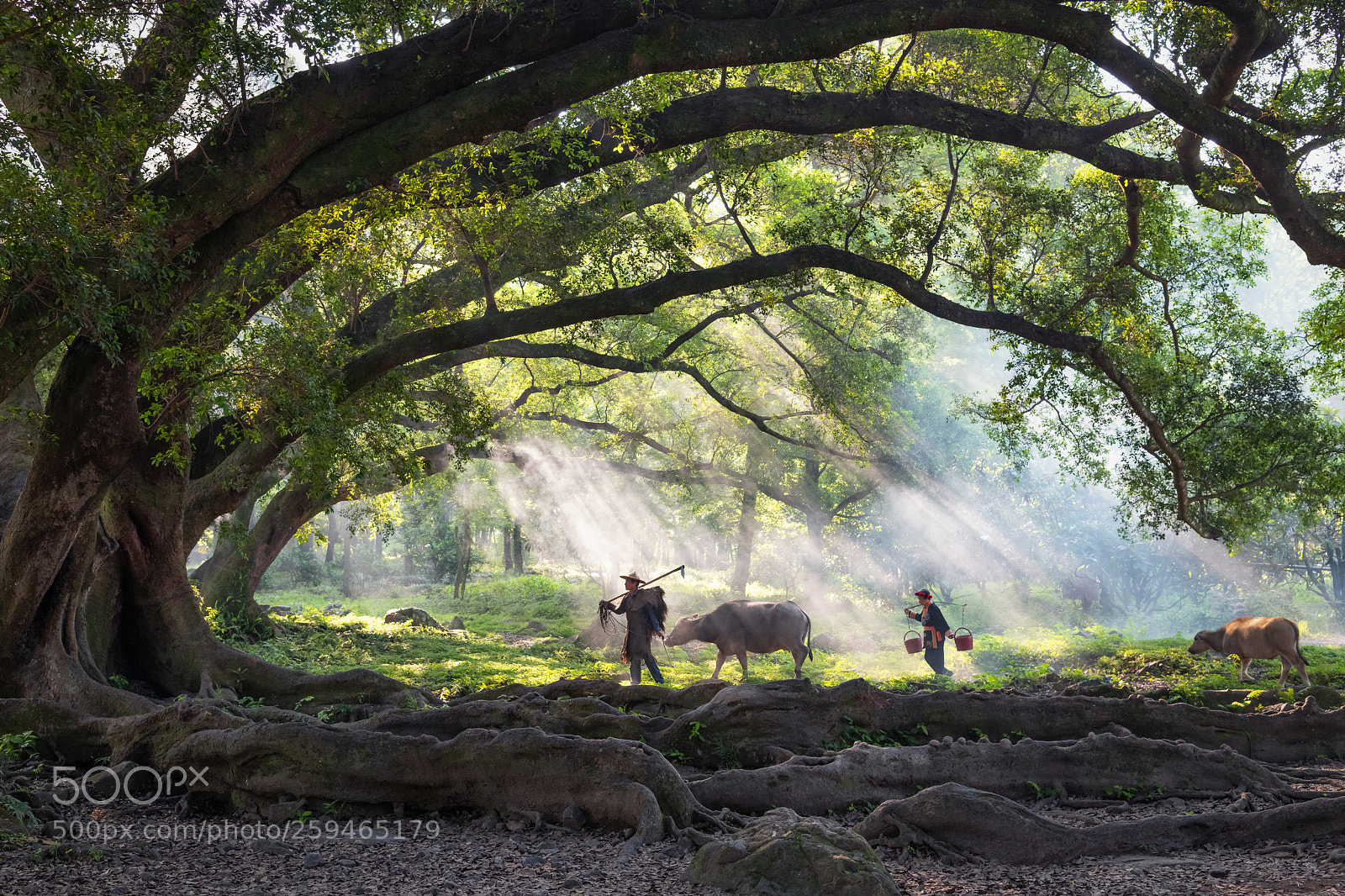 Nikon D850 sample photo. Rural farmer, china photography
