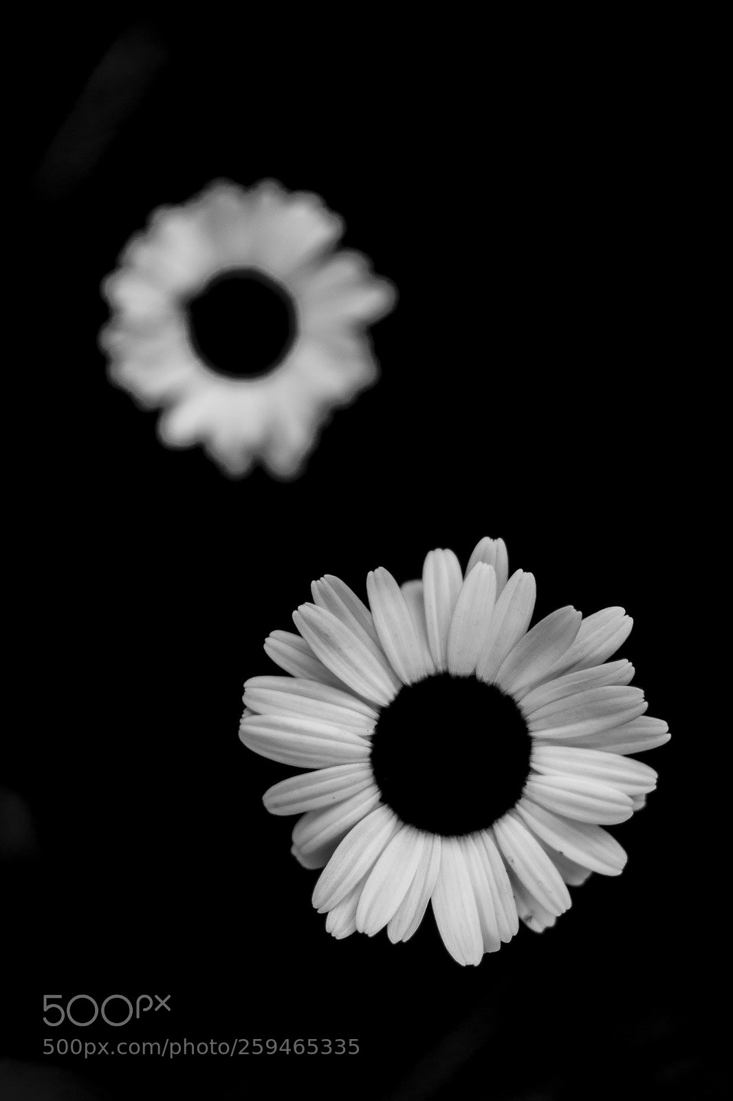 Nikon D7200 sample photo. _dsc2966-2.jpg photography