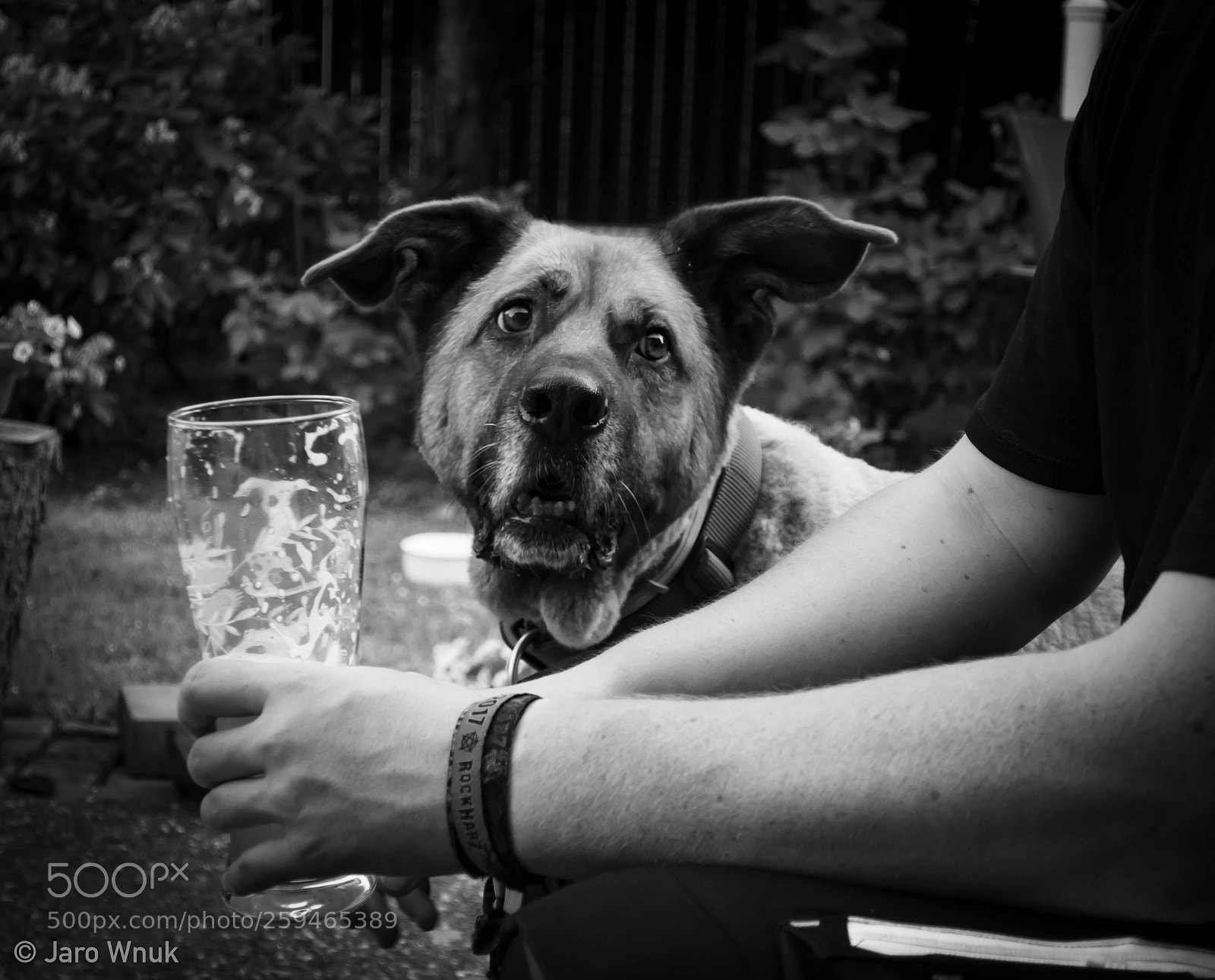 Sony DSC-RX100M5 sample photo. Dog photography
