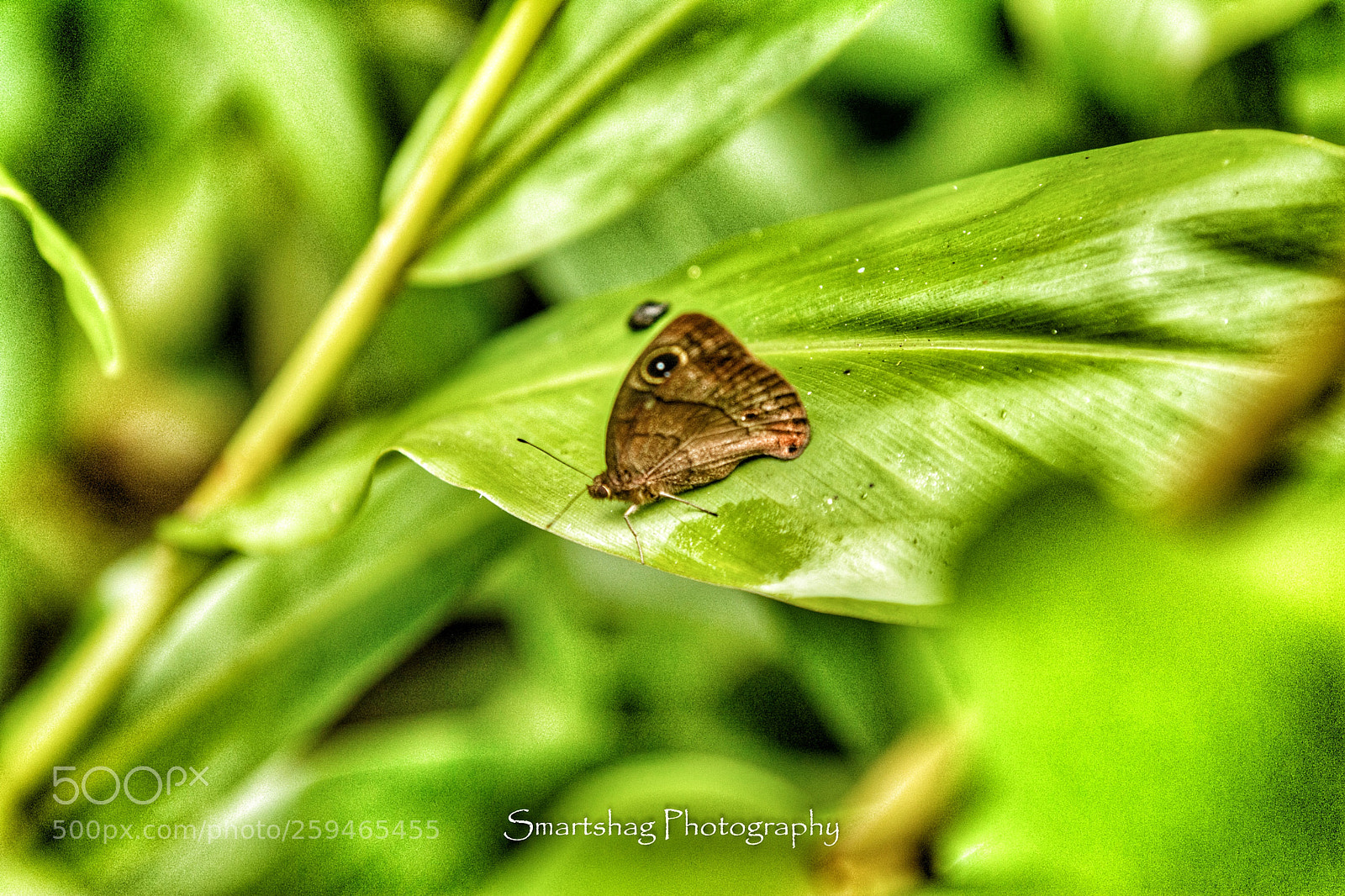 Nikon D7100 sample photo. Perched photography