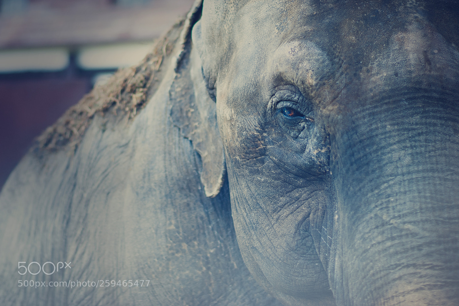 Nikon D80 sample photo. Elephas maximus photography