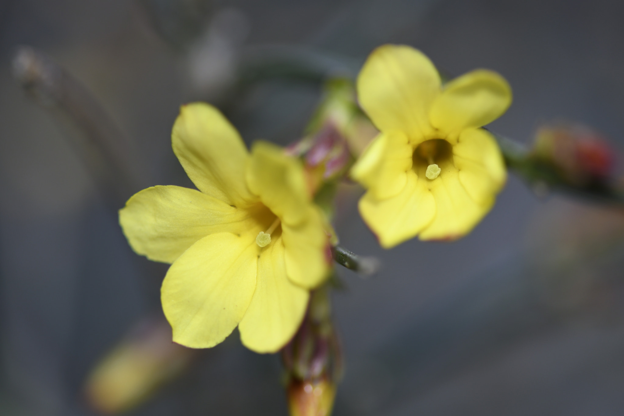 Nikon AF-S Micro-Nikkor 105mm F2.8G IF-ED VR sample photo. Golden jasmine photography