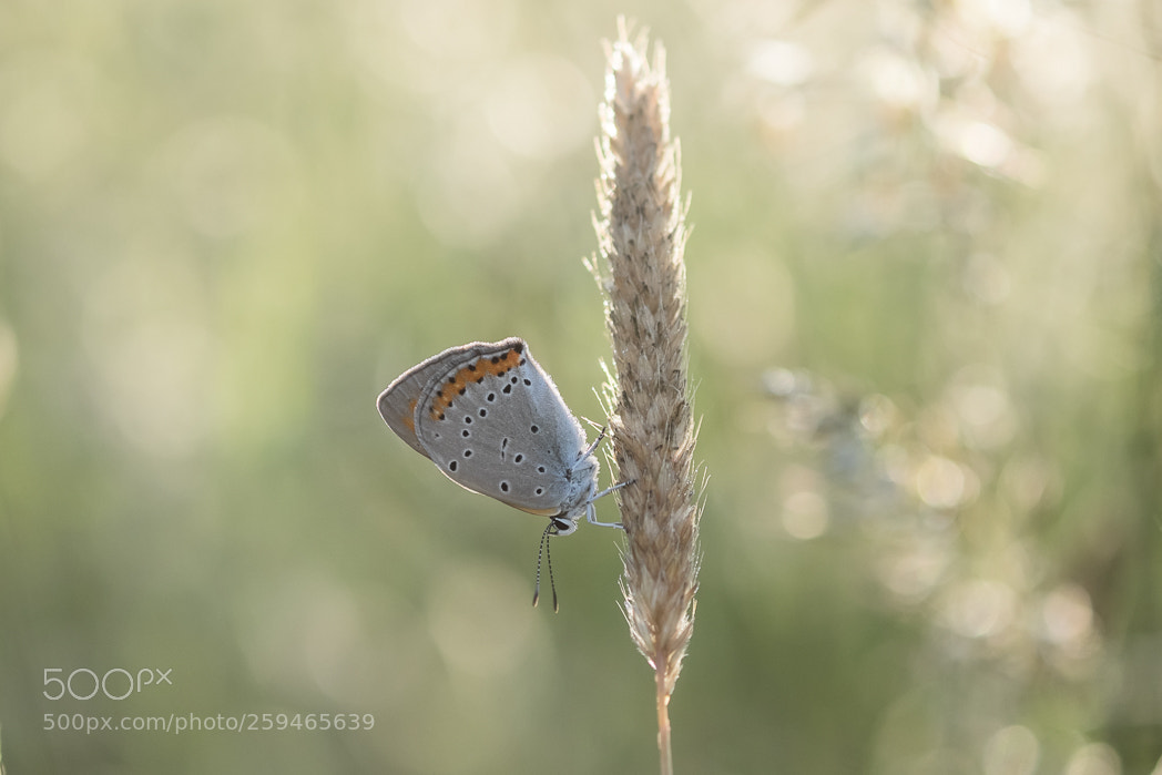 Fujifilm X-T1 sample photo. Butterfly photography