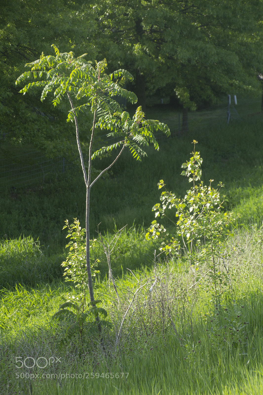 Canon EOS 1200D (EOS Rebel T5 / EOS Kiss X70 / EOS Hi) sample photo. Sumac tree on grassy photography