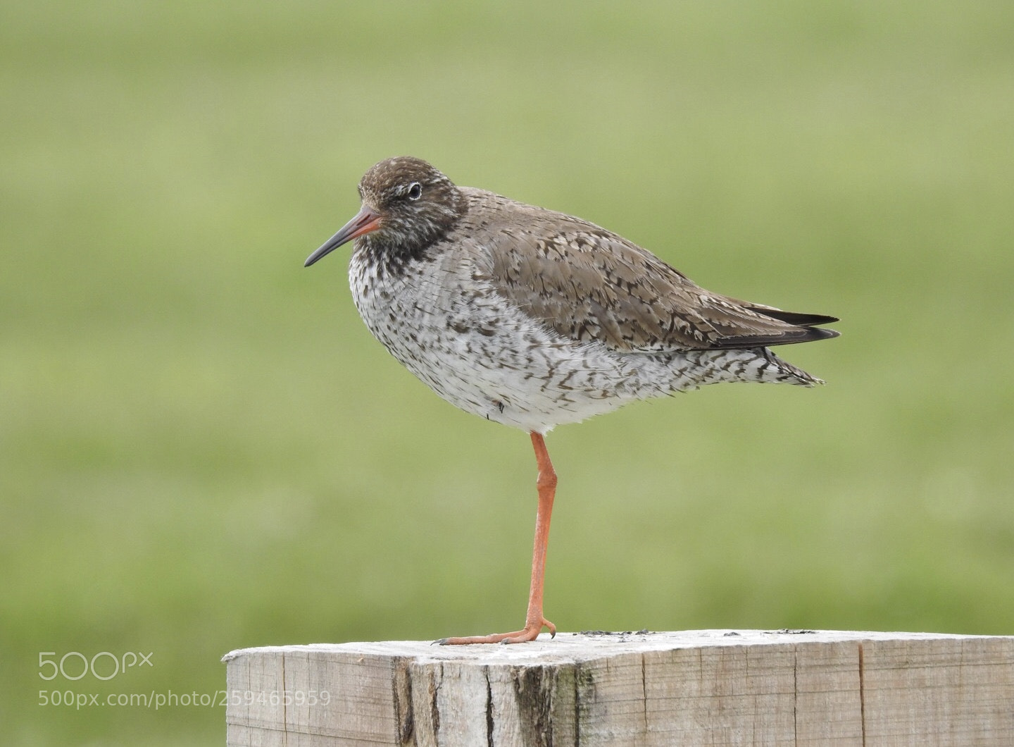 Nikon Coolpix P900 sample photo. Redshank photography