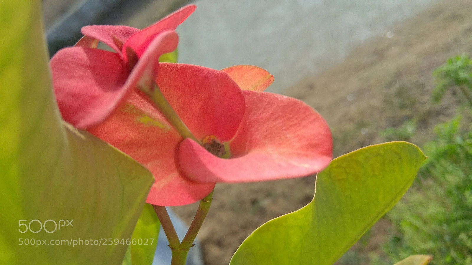 Xiaomi Redmi Note 4 sample photo. Untitled photography