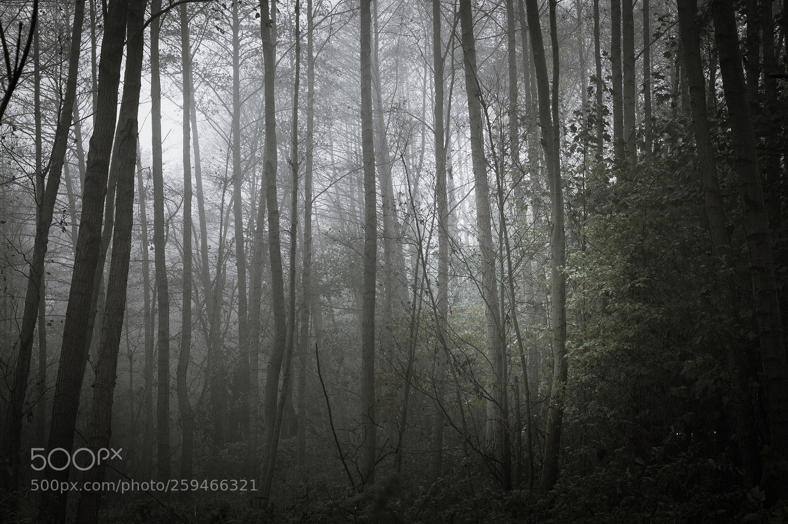 Nikon D3200 sample photo. Foggy forest  photography