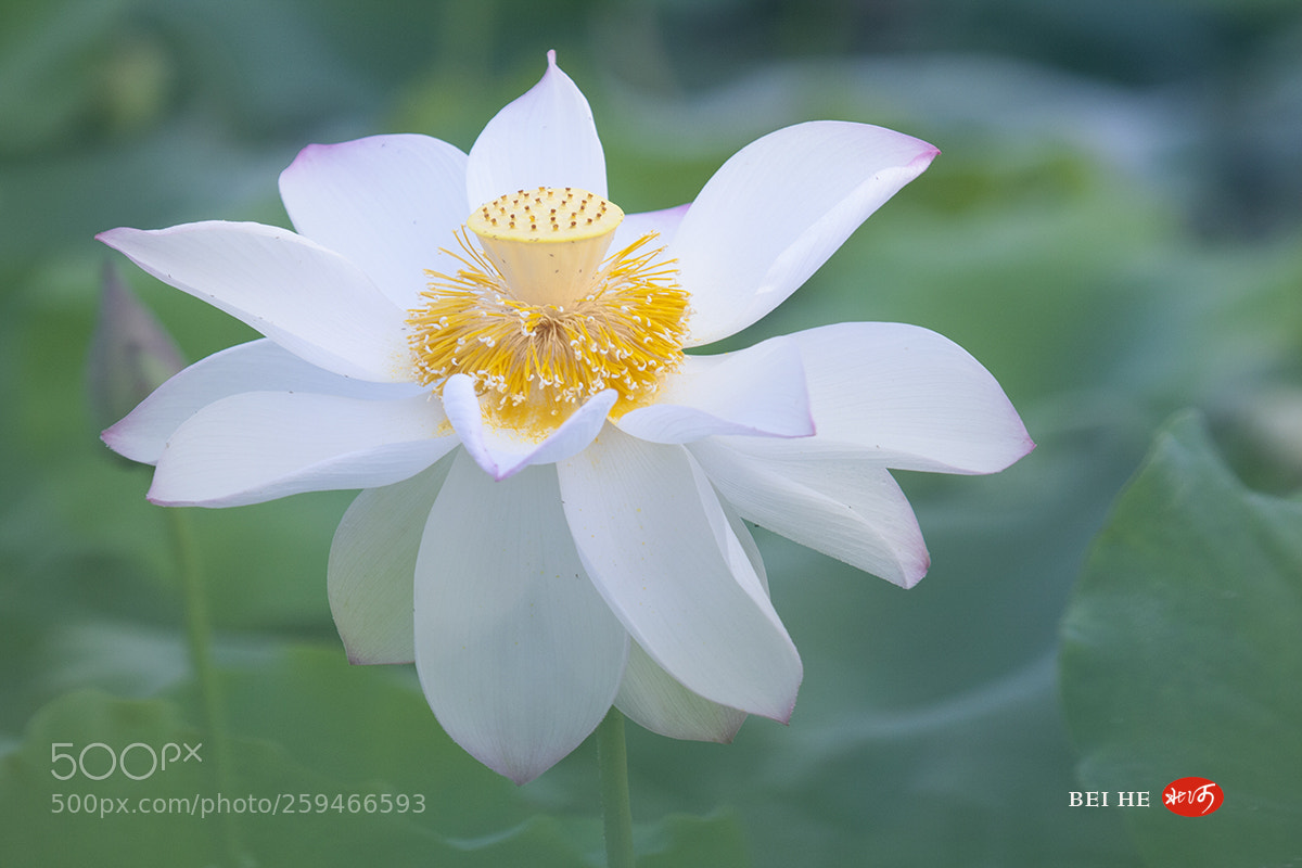 Canon EOS 40D sample photo. 玉洁金心 photography