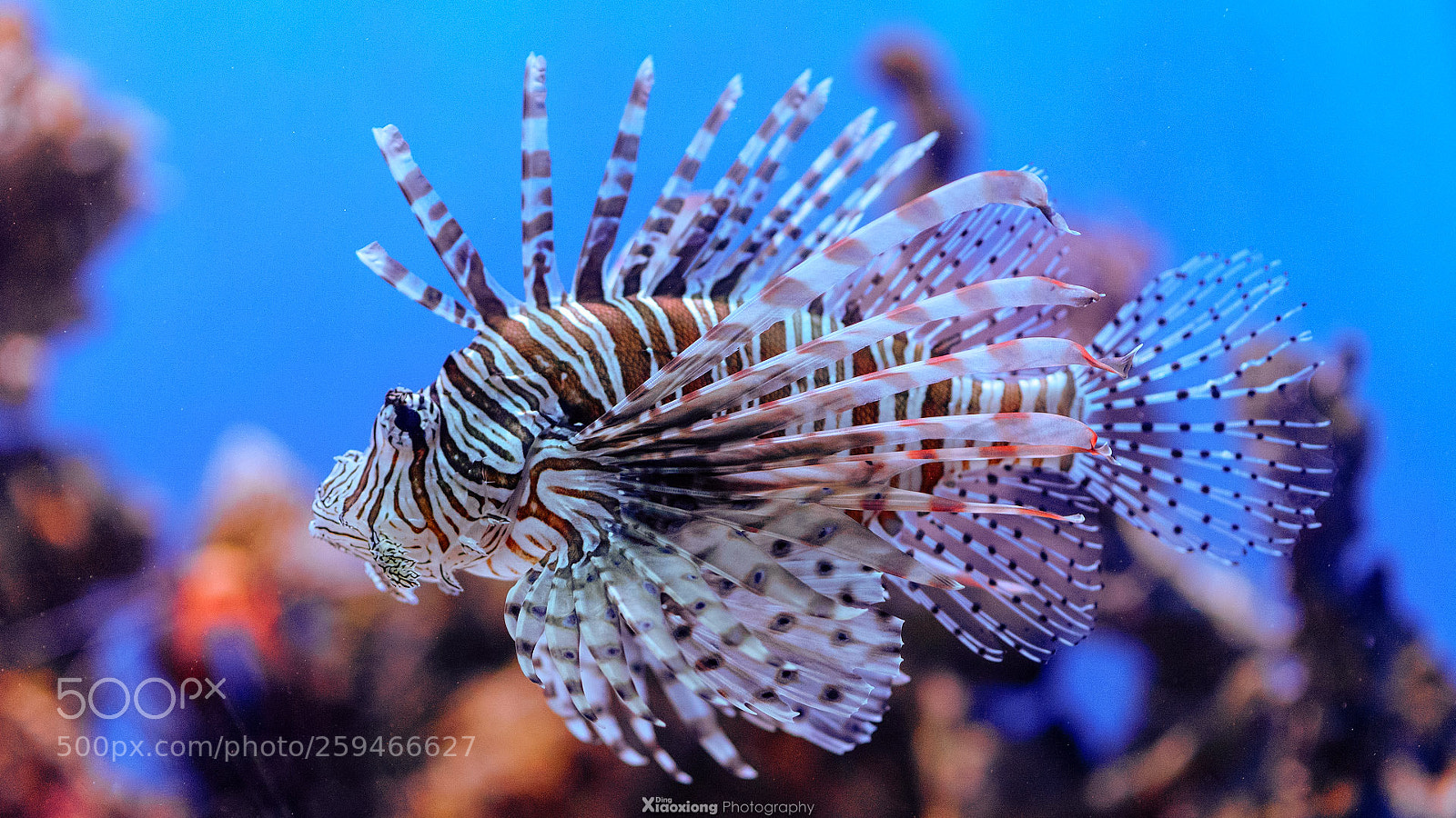 Nikon D610 sample photo. Lionfish photography