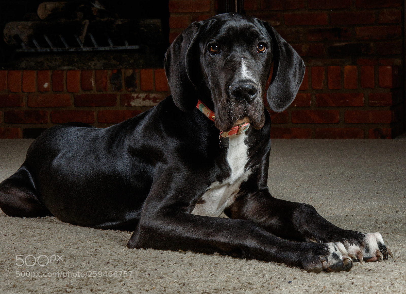 Canon EOS 7D Mark II sample photo. Great dane puppy photography