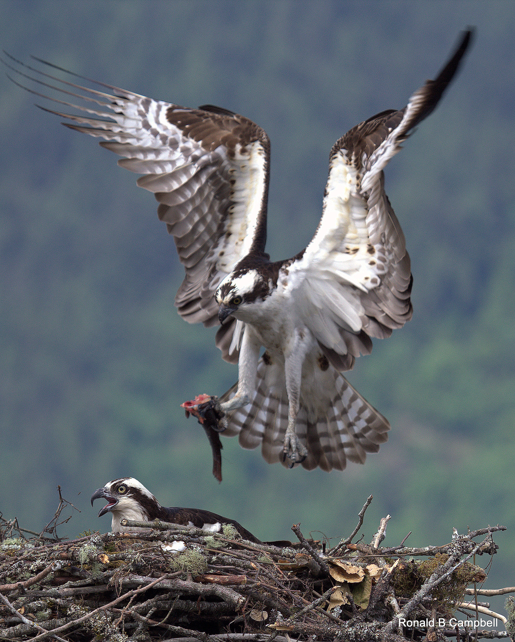Canon EOS 6D + Canon EF 100-400mm F4.5-5.6L IS USM sample photo. Osprey # 1 photography