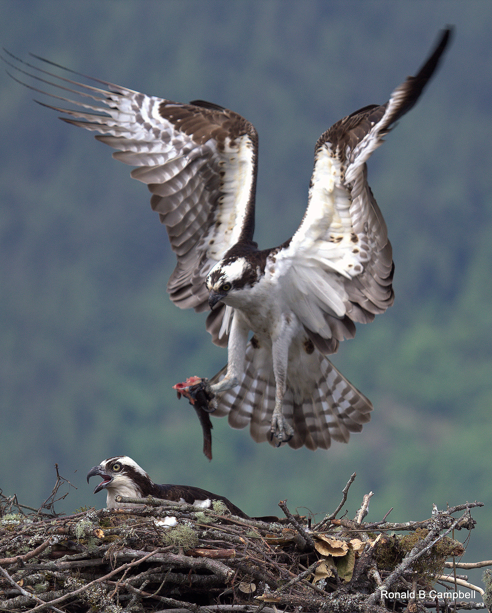 Canon EF 100-400mm F4.5-5.6L IS USM sample photo. Osprey # 1 photography