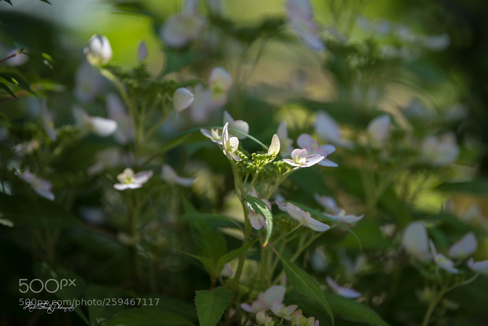 Nikon D810 sample photo. Hydrangea in the garden photography