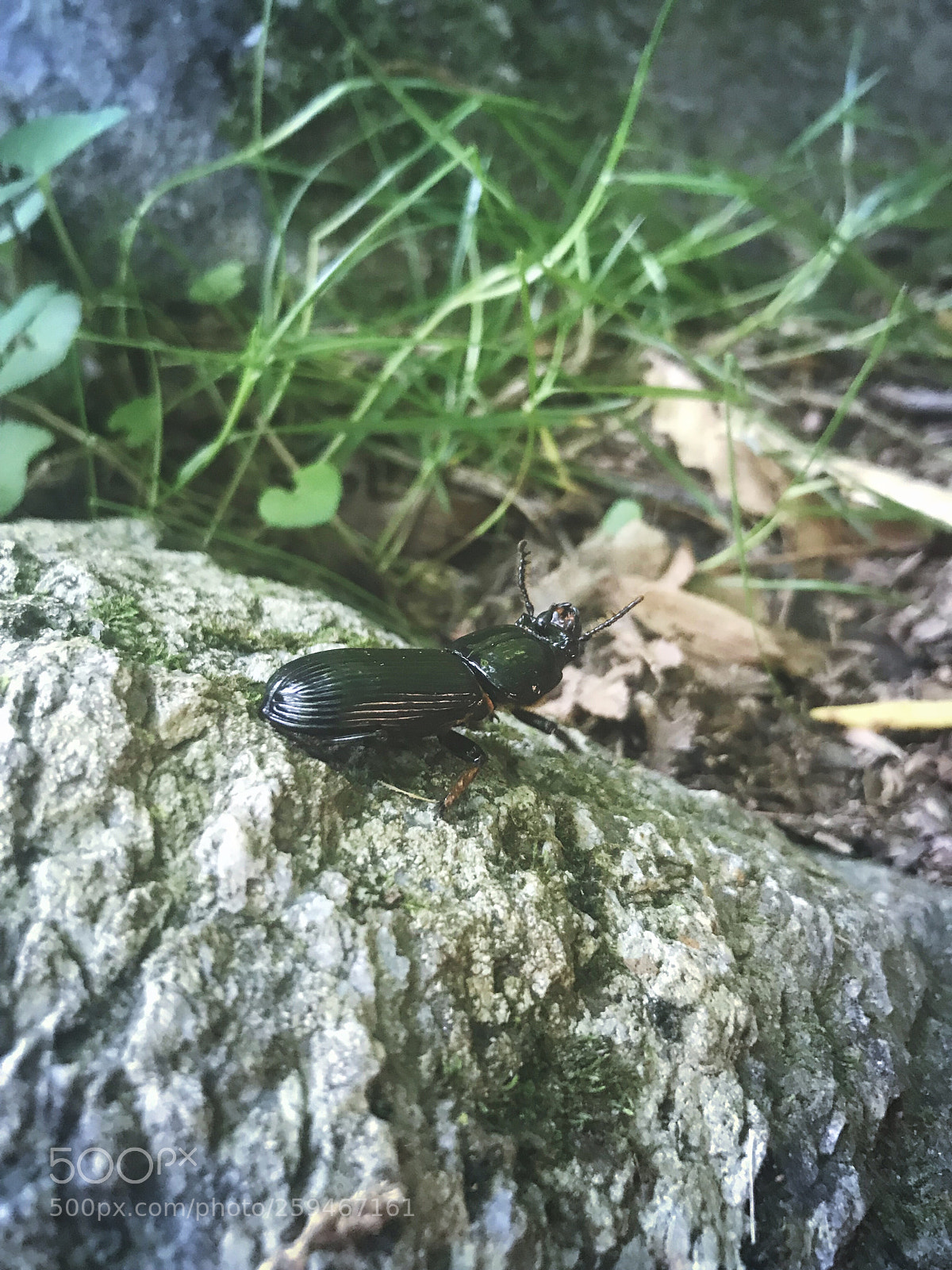 Apple iPhone 7 sample photo. Beetlejuice photography
